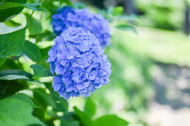 オープン外構のデメリットへの対処法花や庭木を植える